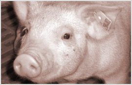 Das Saalower Kruterschwein