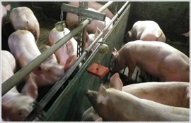 Das Saalower Kruterschwein