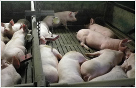 Das Saalower Kruterschwein