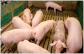 Das Saalower Kruterschwein