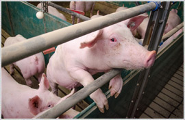 Das Saalower Kruterschwein