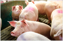 Das Saalower Kruterschwein