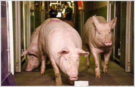 Das Saalower Kruterschwein