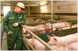 Das Saalower Kruterschwein